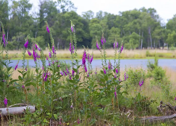 B&B De Stippelberg Rips